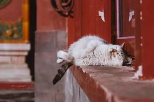 故宫中有上百只猫，个个都有工作，而且它们的待遇都很高！