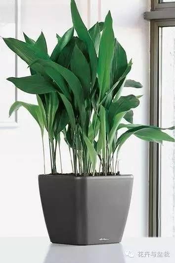  『适合』这些耐阴的室内植物，你家养了几种？