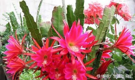 『夏季』夏季喜欢在家中养护花卉,就选择3种花卉,花色艳丽,花期长