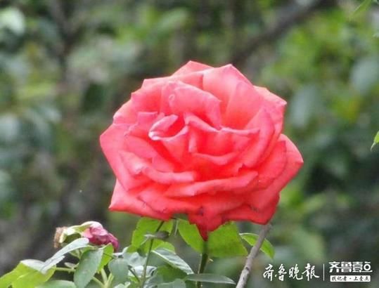  『月季』多姿多彩的花中皇后——月季