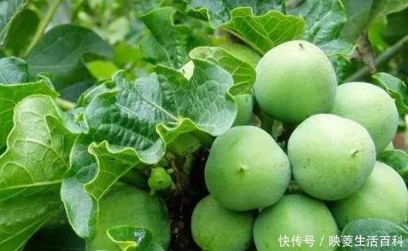  「树木」农村一种树木，人称“麻疯树”，过去农民见了就砍，如