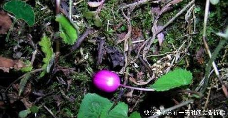 这种野生物，若它生长在你家的地里，可不要除掉，当前真的好珍贵