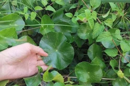  [长爆]河里扯的“野草”，养在鱼缸里，呼呼长爆盆，铜钱草真好养