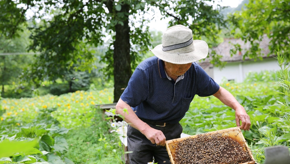 66岁老夫妻留守深山，陪86岁失明老妈，人勤物丰日子越过越好
