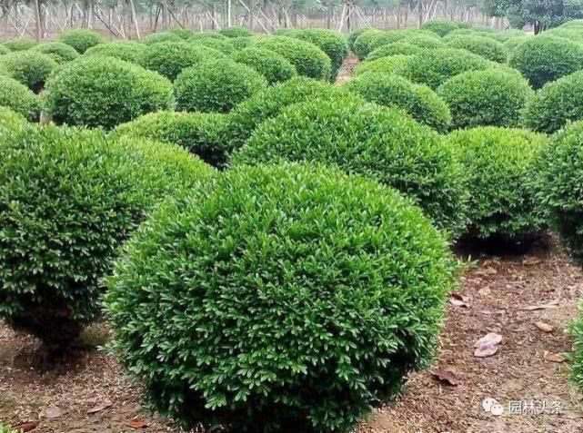 【棕榈科伞形】558种 · 园林植物配置大全
