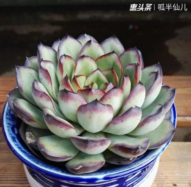 『白菜』多肉断水12天,绿白菜秒变红舞娘,想要上色就得...