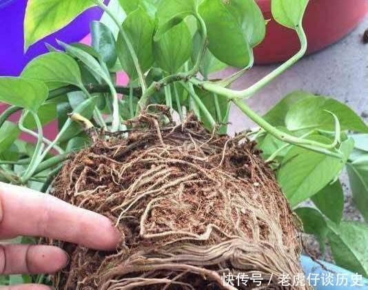 『系上的土壤』花店老板都嫌弃的花,白白送我,2个月后倒手卖100块