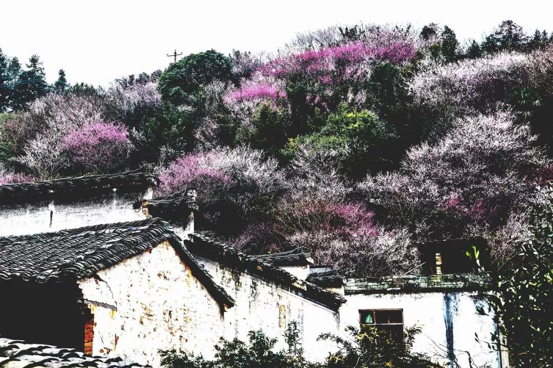  『出发』4月中国最美的11个踏春拍照地，看完就想立刻出发！
