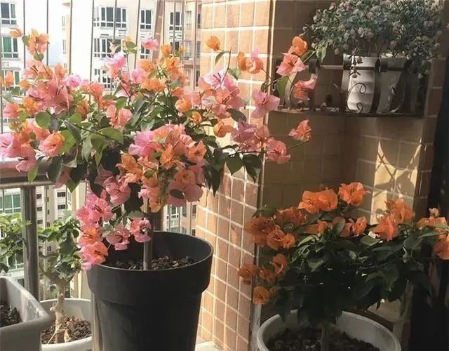  『花开满』夏天养三角梅,花前、花后浇水很关键,做对了,才能花开满树