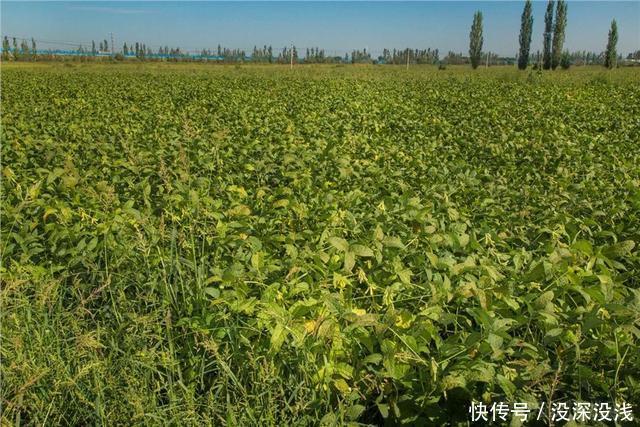  「我国」残忍的寄生植物，在我国居然被大面积种植