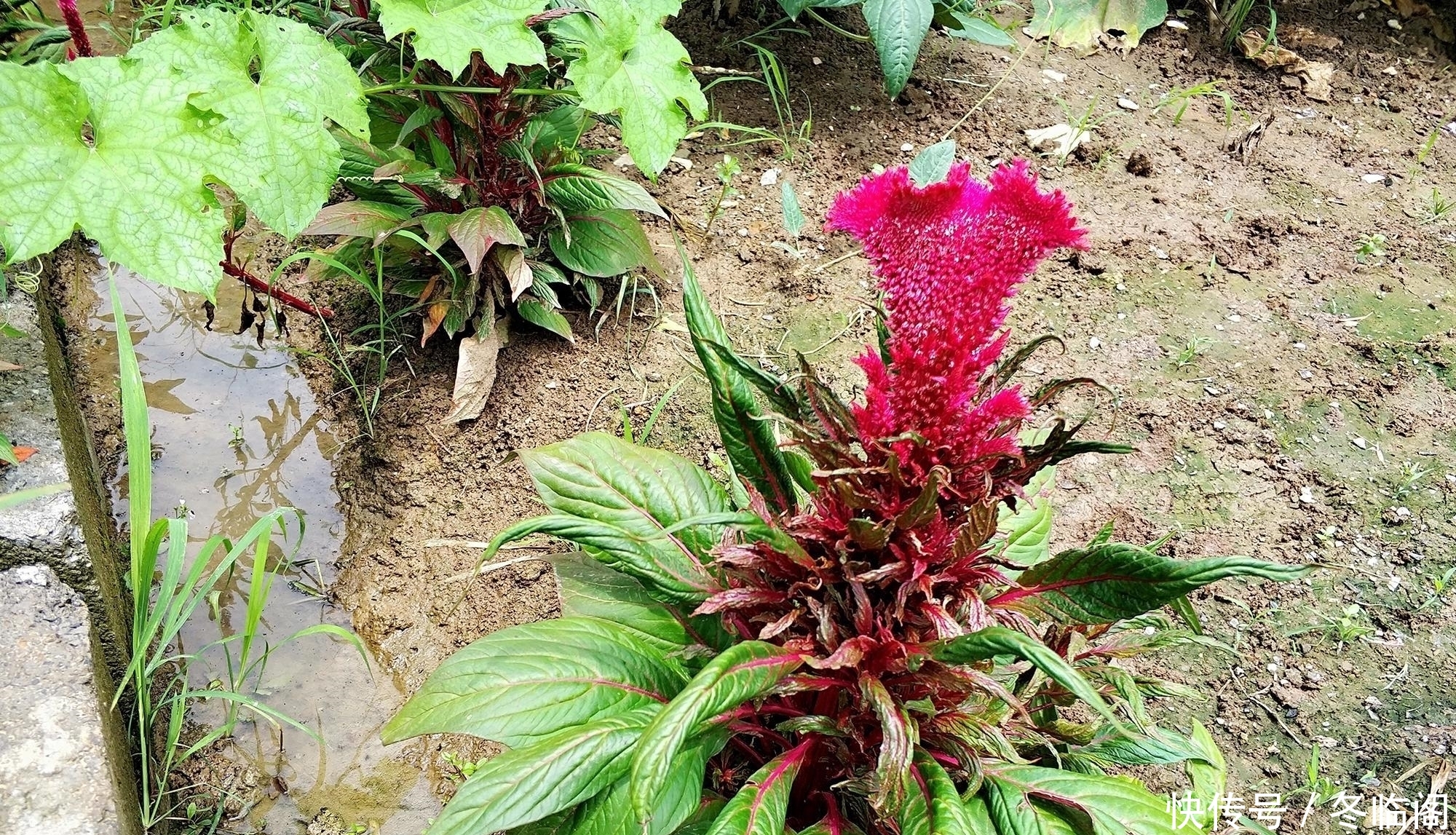  出名@以前农民见到就除，因花似鸡冠而出名，却少有人知它是稀罕