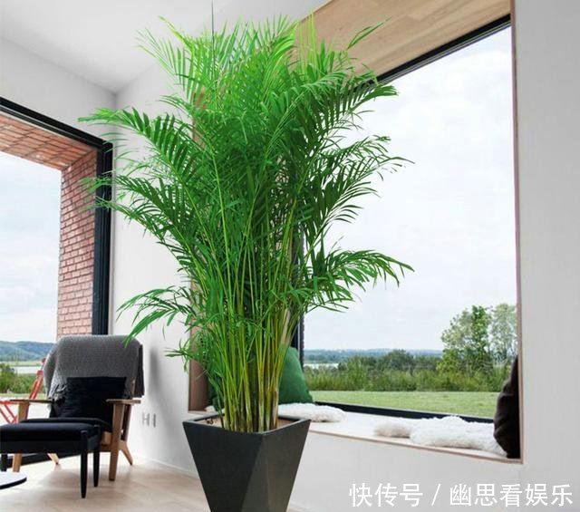 「常给叶片喷」客厅养花,选这几种的都是聪明人,时尚大气,旺人又聚财