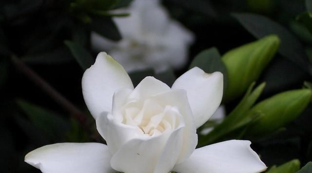#家里#养护的栀子花,放在家里有什么好处?