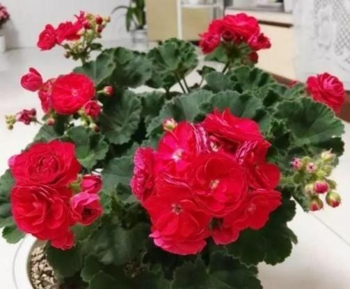  [室内]多年生的“万岁玫瑰”，花型似玫瑰，适合室内种，开花漂亮招人喜
