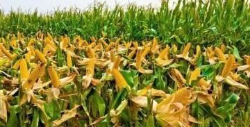  「玉米」想在玉米地里套种萝卜，请问需要给玉米去顶吗？