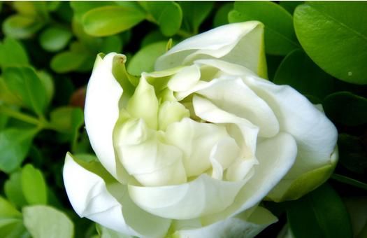  「栀子花」牡丹栀子，栀子花中的贵族，简直太美了