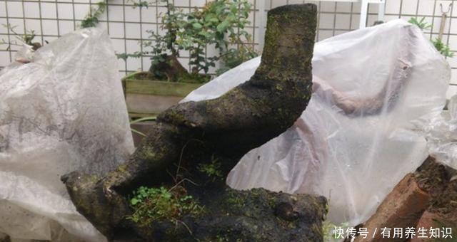 #花盆#王小姐爱养花,去山上挖了“废木头”,种花盆上,变成“金弹子”