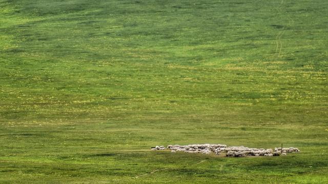 中国最大的草原！面积堪比一个浙江省，风景美到让人惊艳