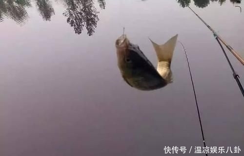 『钩饵』几种特殊而有效的钓鲫方法,这用法只能偷偷告诉你