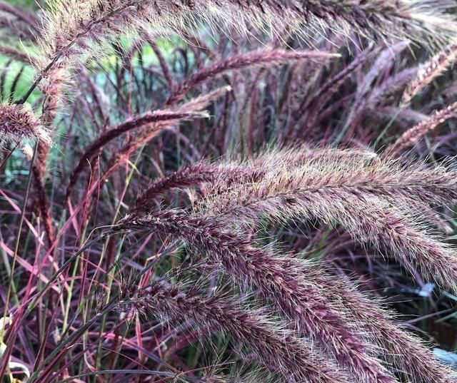 把这些“野草”搬进花园，感受一年四季的自然野趣