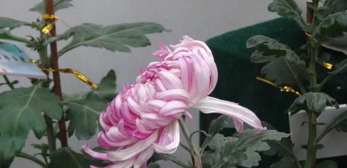  [堪称]此花，堪称“菊中精品”，花开妖娆不凡，清新淡雅，观赏价值极高！