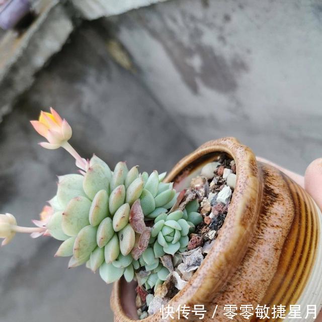 【时节】多肉在美好时节里尽情绽放吧!