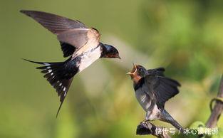 燕子不落苦寒之家，不进愁家门，他们是怎么判断的呢？