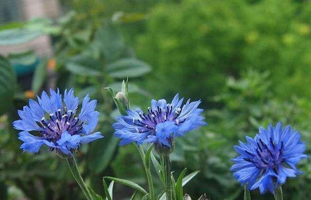 「花友们」此花,有一个美丽的故事,最爱那一抹蓝,不开花是因为几种原因