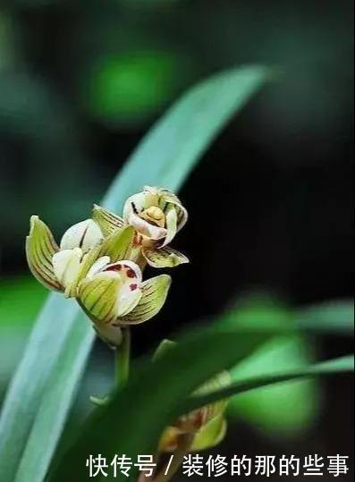 花型|建兰金荷,花型独特有“奇香”,价格很宜,适合新手养的兰花