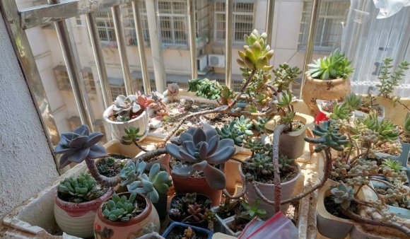 多肉浇水:多肉植物根黑腐的原因是什么