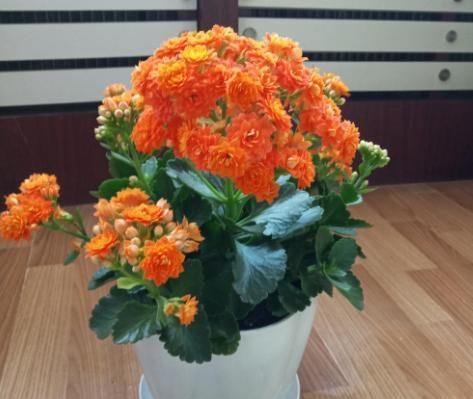  想养@想养好花，别怕“费事”，分享几点“养花心得”，养啥花都没问题