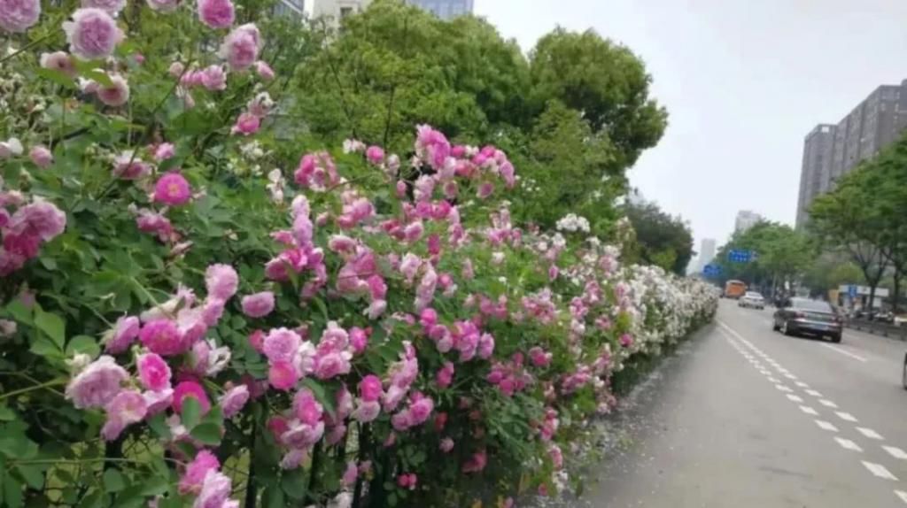  【究竟】被中国70多个城市选为市花的月季，究竟有怎样的魅力？