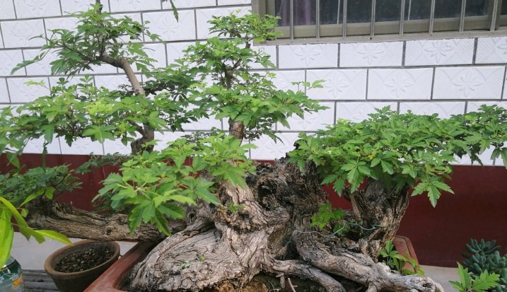  【黄荆】乡下的这棵树到处都长得快又结实，做盆景反而很有价值