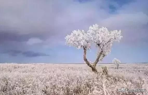 雪后的中国胡杨林，才是真正美爆了!