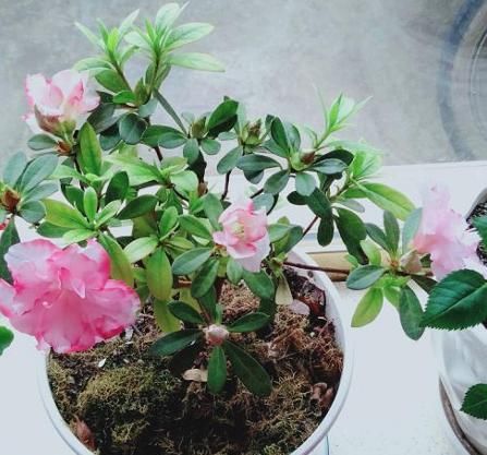  『度夏』4种花堪称“夏必死”，怕热又怕涝，现在不适合买！