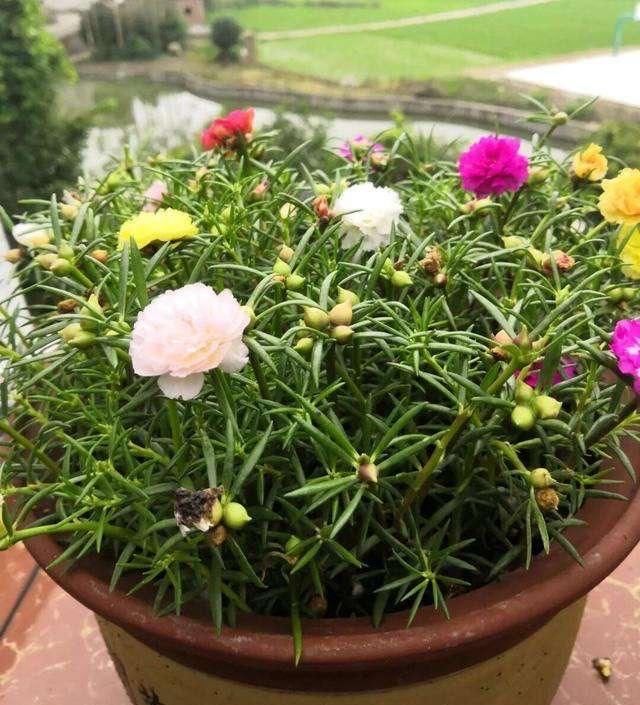  『漂亮』皮实又便宜的“3种花”，就养它，动不动开爆盆，耐晒漂亮