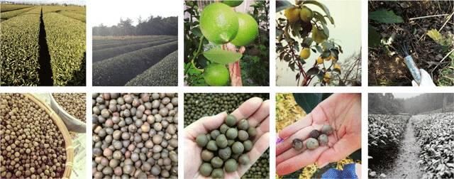 日本专柜都买不到的限量彩妆，手残党也夸它好用