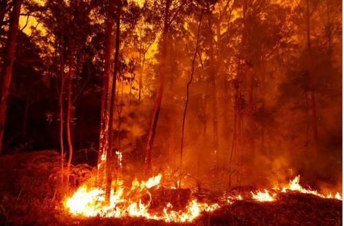 澳大利亚火灾拒绝援助