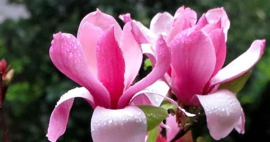 光照@喜欢养花不如选“木兰花”,风姿绰约,典雅高洁,观赏性价值极高