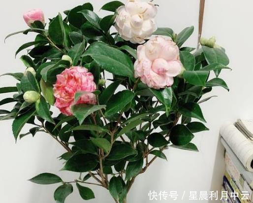 「扦插上以后」新手扦插茶花,记住1个“笨办法”,四季能操作,简单易成活!