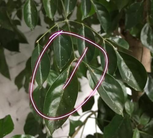  [煤污病]幸福树容易掉叶子，叶片有很多白色小颗粒，幸福树怎么养护