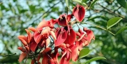  「好玩」植物戴上动物的名字以后惊艳了世界，8种带“鸡”的植物太好玩