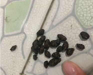  「瞬间」利用动物粪便养吊兰，肥料效果杠杠，发家致富瞬间变‘宝’，神奇