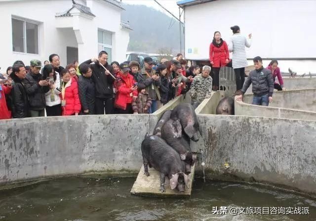 靠做“老年团”,这个农庄年收入6亿,却在网上引发巨大争议