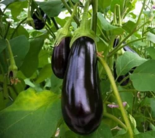 『呼呼』阳台种上“5种菜”,撒点种子就能呼呼长,吃了一茬又一茬!