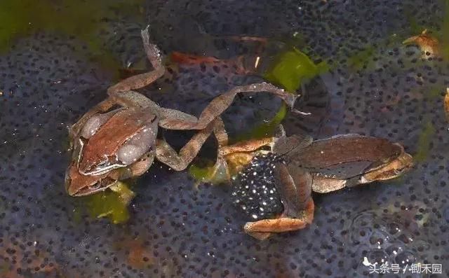 农民千万别再被骗了!这18个农业项目都是骗人的!