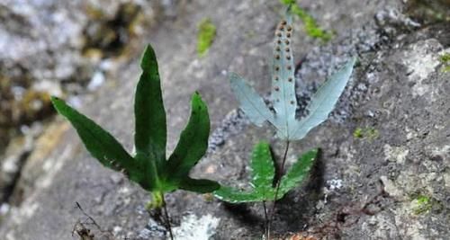  『家乡人』告诉家乡人，此为珍贵的“金鸡脚”，目前122元一斤，切勿当柴火