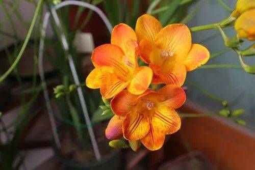 「喜欢」10种最受欢迎的年宵花,你最喜欢哪一种?