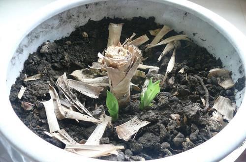  『适合』龙血树属观叶植物也门铁的2种扦插繁殖方式，总有1种方法适合你