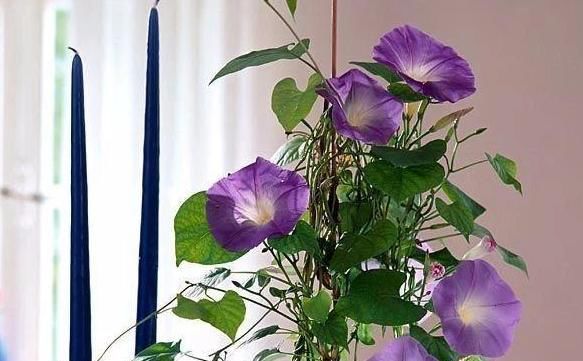  #春末#五颜六色的爬藤牵牛花,春末在盆里埋入几粒种子,开出灿烂花朵
